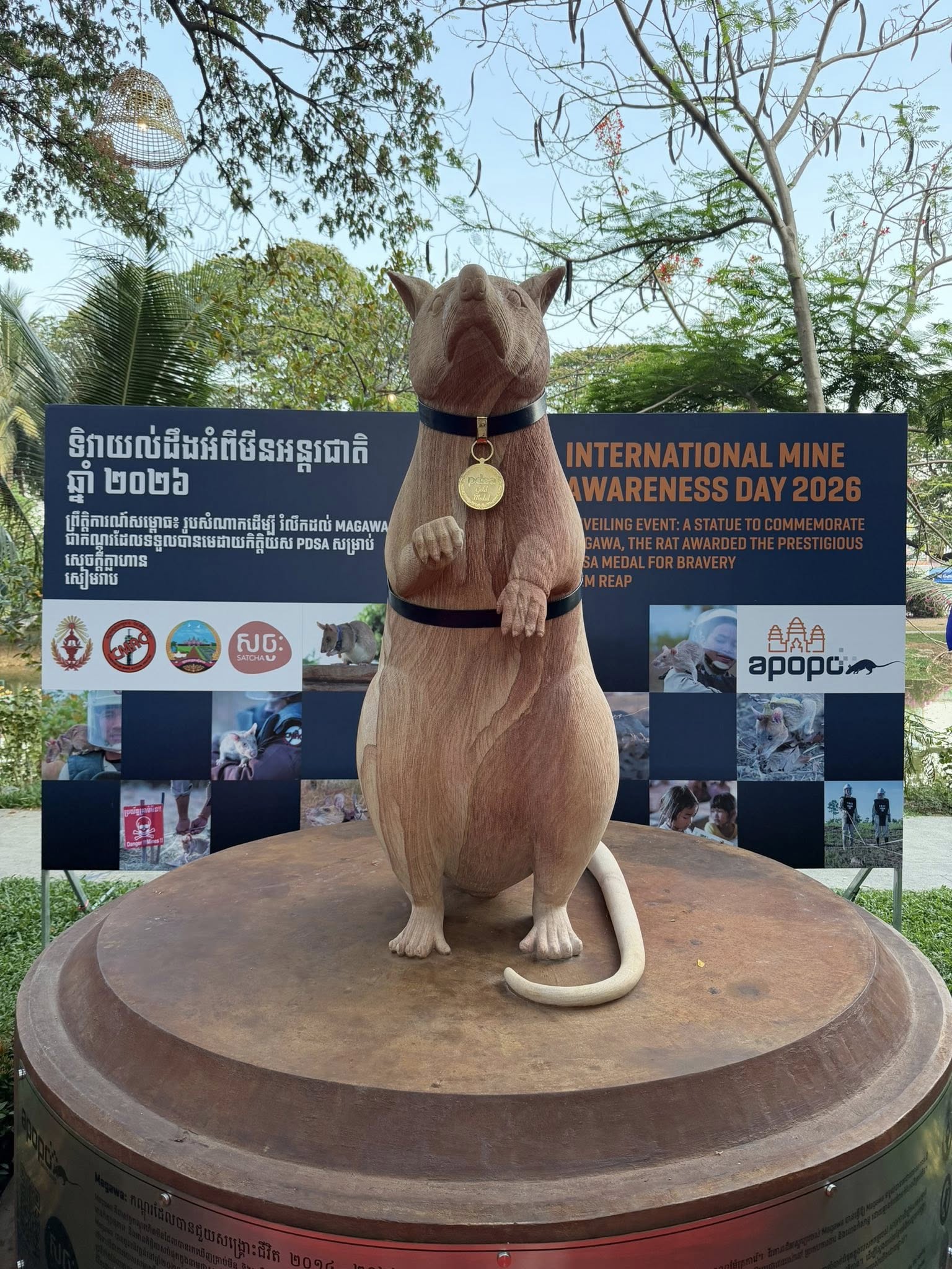 Cambodia Unveils Statue of 'Hero Rat' Magawa to Honor Mine-Clearing Legacy