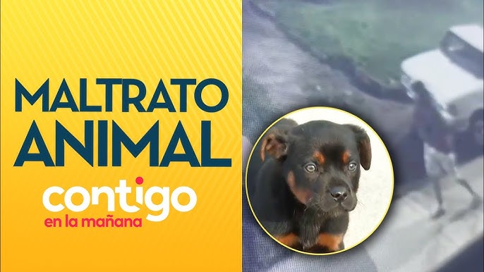 Autoridades de Maipú presentarán querella tras brutal quema de un perro