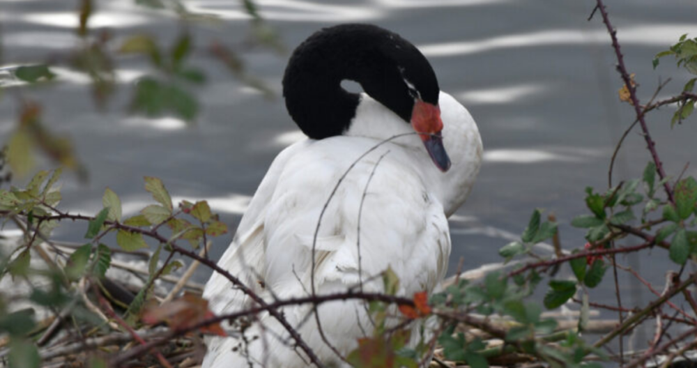 La gripe aviar llega a la región de Los Ríos con el primer caso en un cisne de cuello negro
