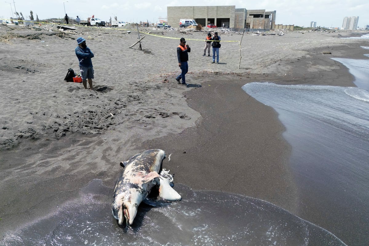 Gulf of Mexico Oil Spill Threatens Marine Biodiversity as Crisis Enters Second Month